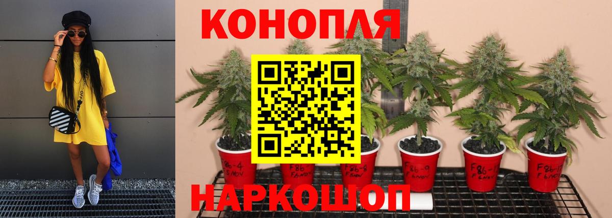 Бошки Шишки марихуана Новодвинск